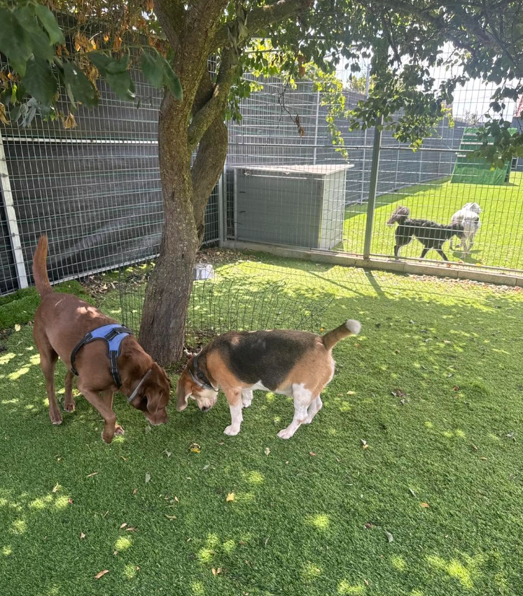 Imagem do hotel Hotel Canino Fortes do Tejo