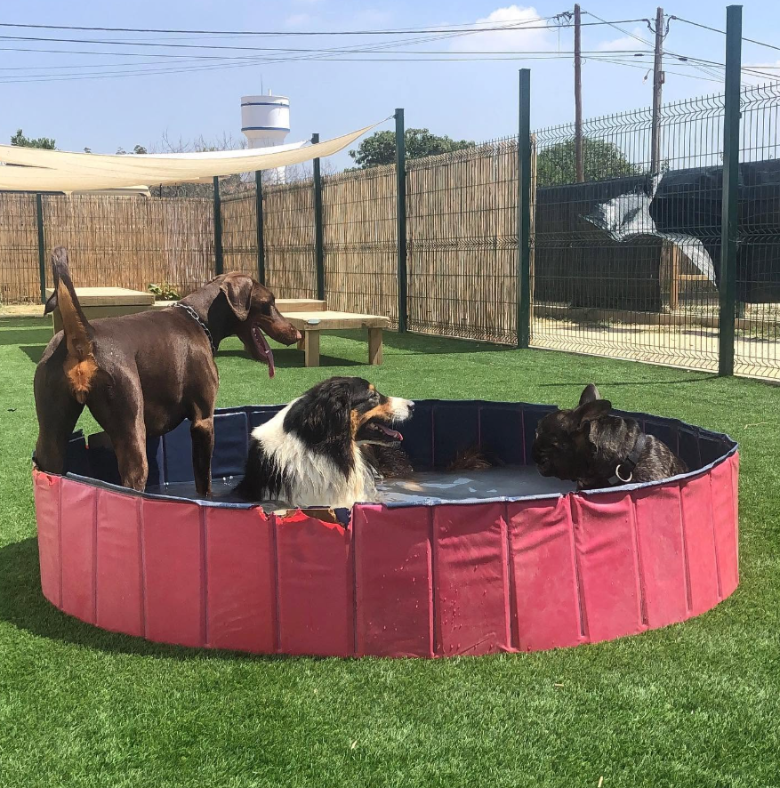 Imagem do hotel Clube do Cão