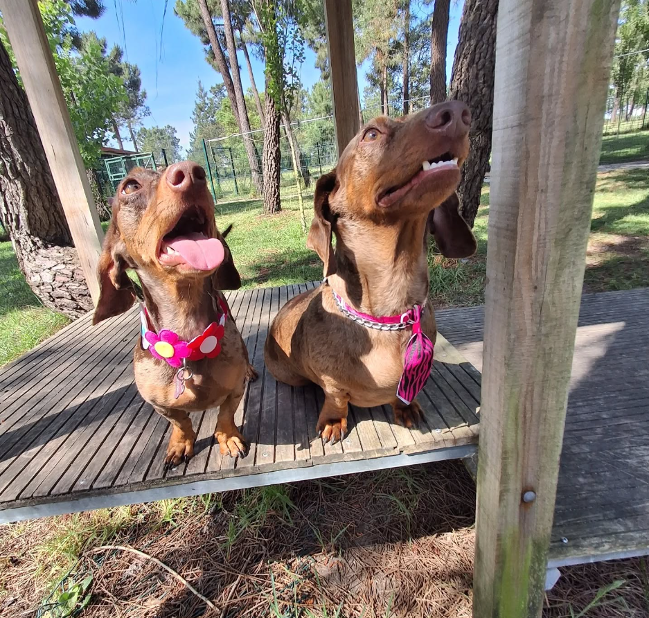 Imagem do hotel Quinta Verde - Dog Hotel & Lounge