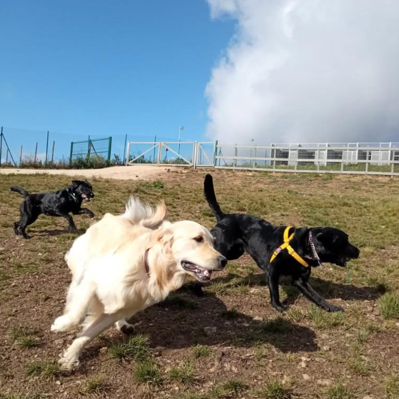 Imagem do hotel Madbes Dog Center & Hotel