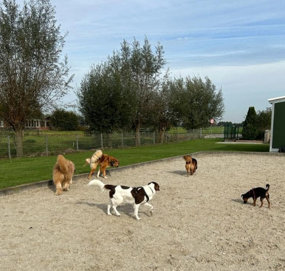 Imagem do hotel LUPO Dogcenter