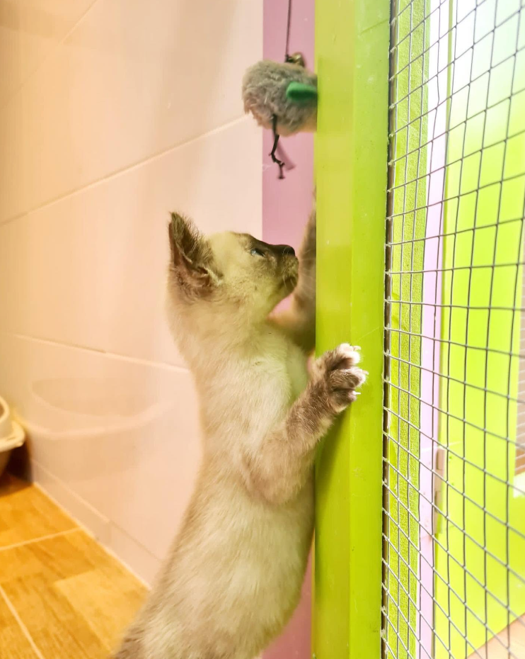 Imagem do hotel Hostel Dog & Cats