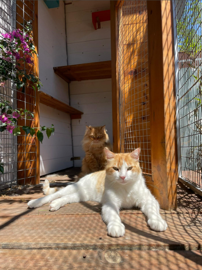 Imagem do hotel Hotel do Gato Algarve