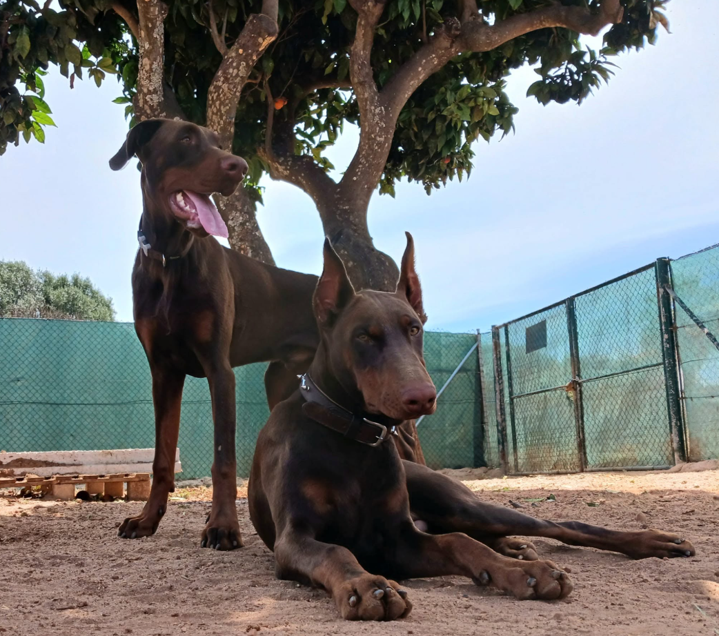 Imagem do hotel Centro Canino do Algarve