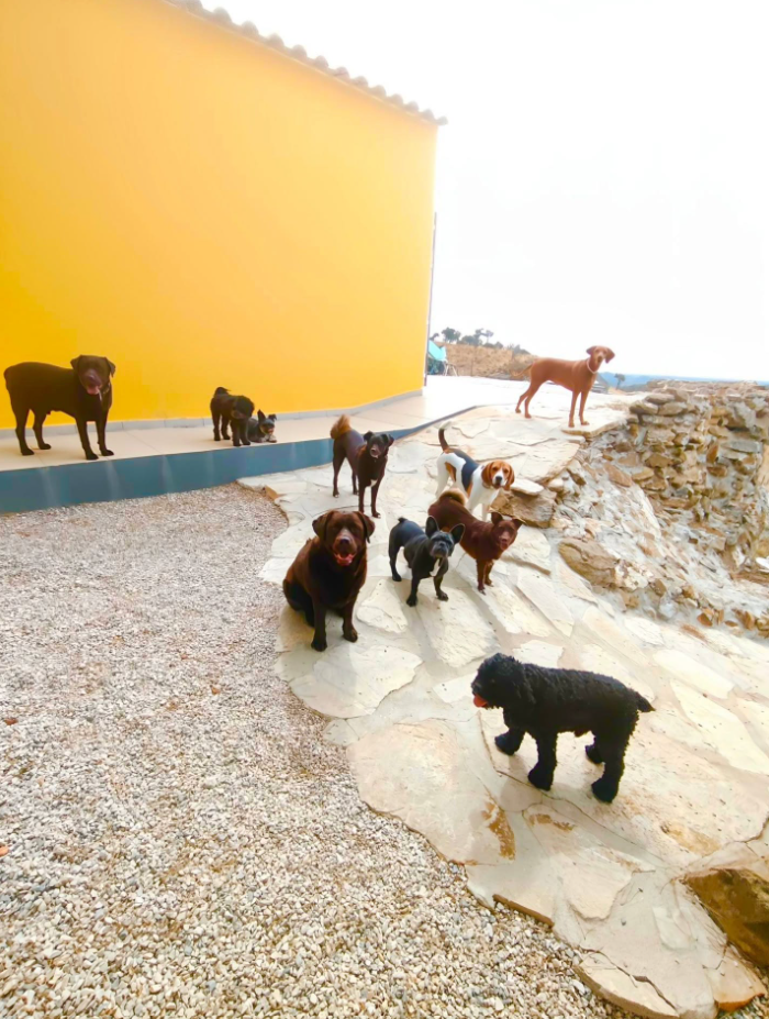 Imagem do hotel Happy Tails