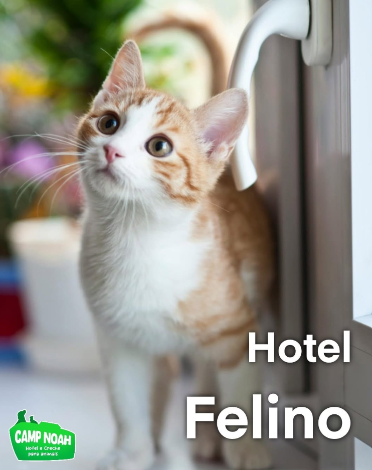 Imagem do hotel Camp Noah - Hotel