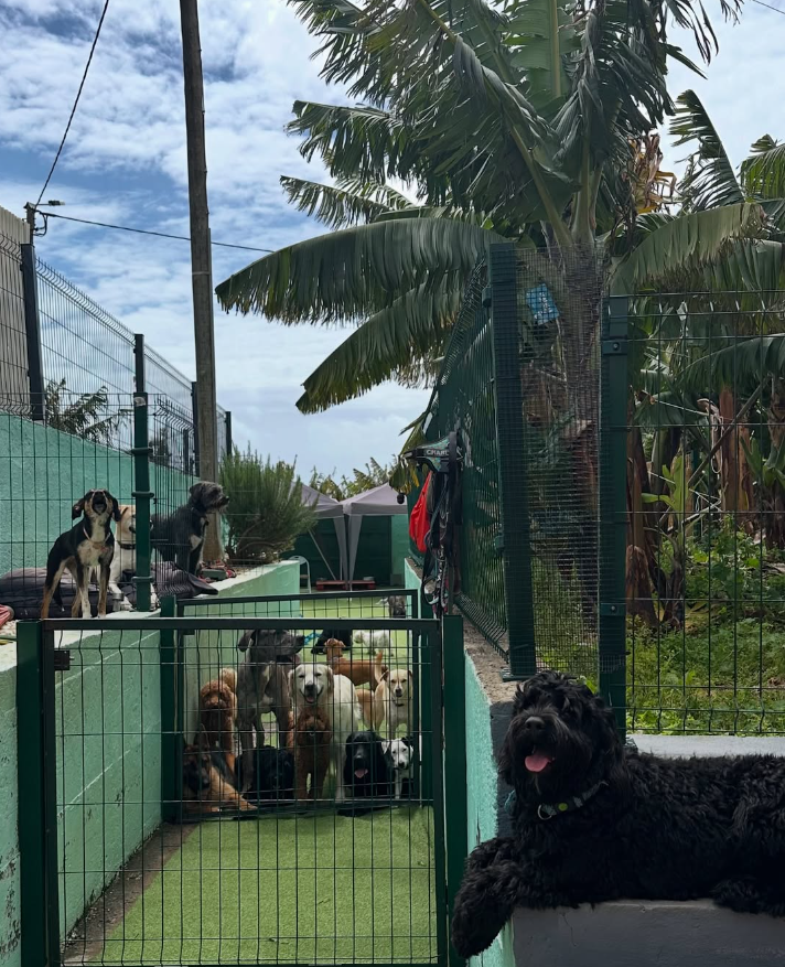 Imagem do hotel Guardião PetSitter Madeira