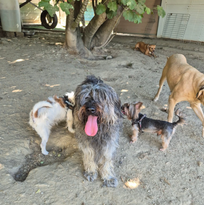 Foto da galeria de Dog Inn Hotel