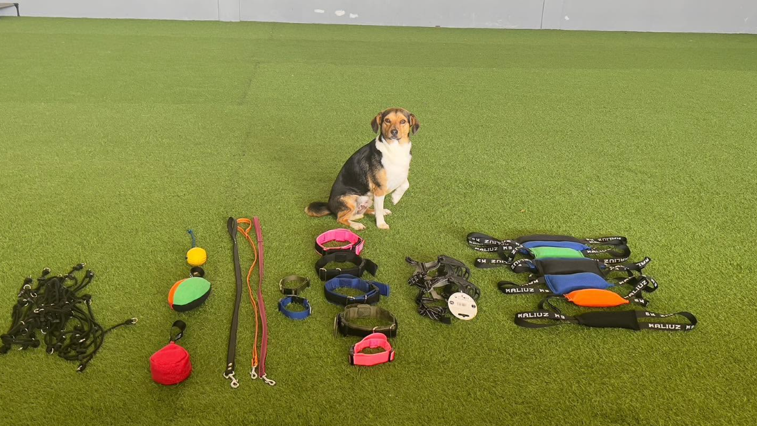 Foto da galeria de OlhóCão Centro Canino