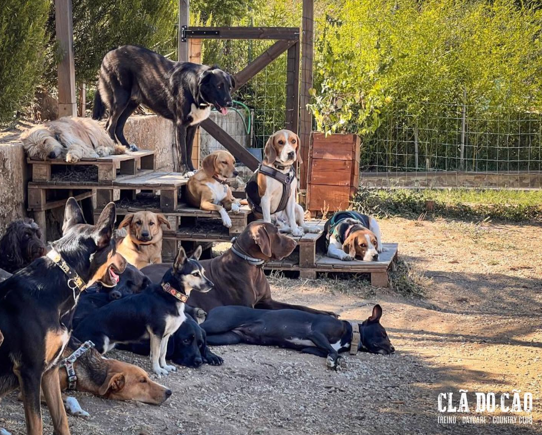 Foto da galeria de Clã do Cão - Hotel Country Club