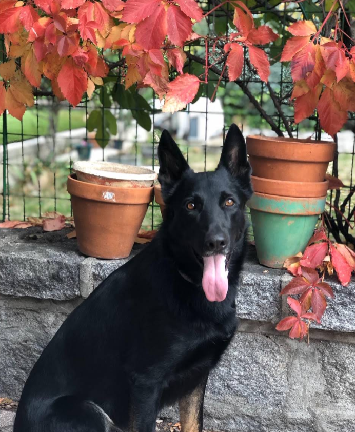 Foto da galeria de EDUCAN Residencia Canina Madrid