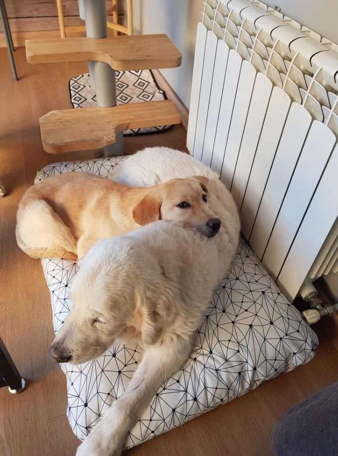 Foto da galeria de Mami Dogguies