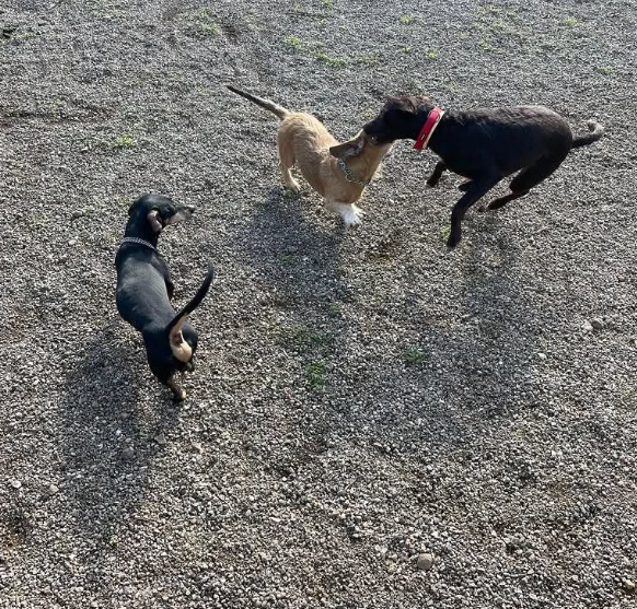 Foto da galeria de Residencia KinderDog