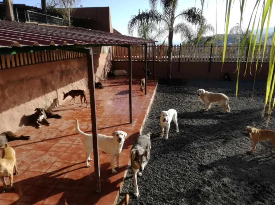 Foto da galeria de Tu Centro Canino Damián Machado