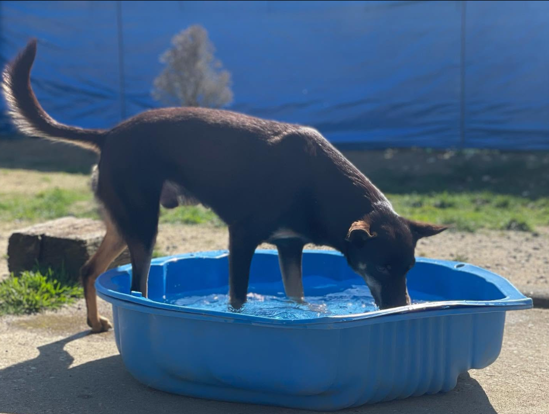 Foto da galeria de Hundetagesstätte (HuTa) Hannover – Laatzen