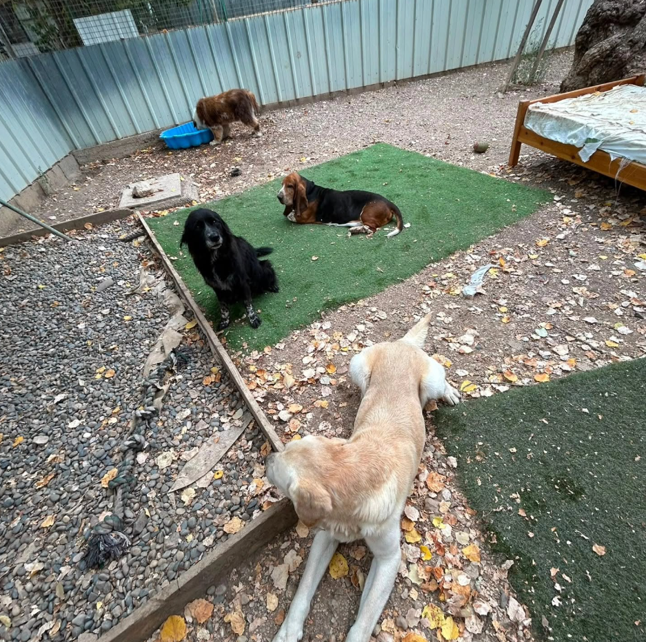 Foto da galeria de Ethique Animale Services - Chenil Rossi