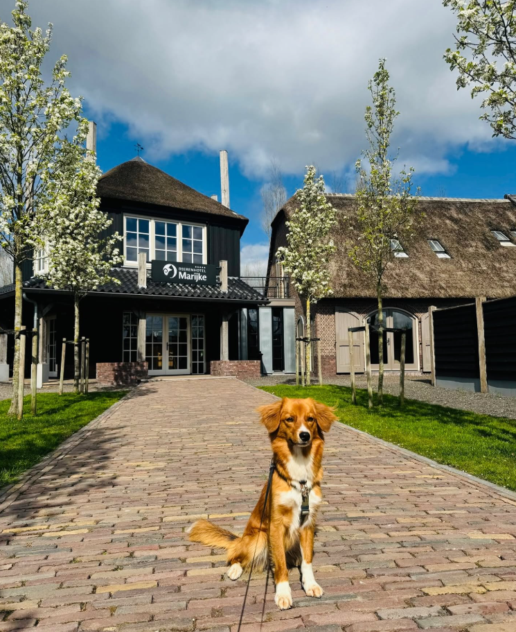 Foto da galeria de Dierenhotel-Resort Marijke
