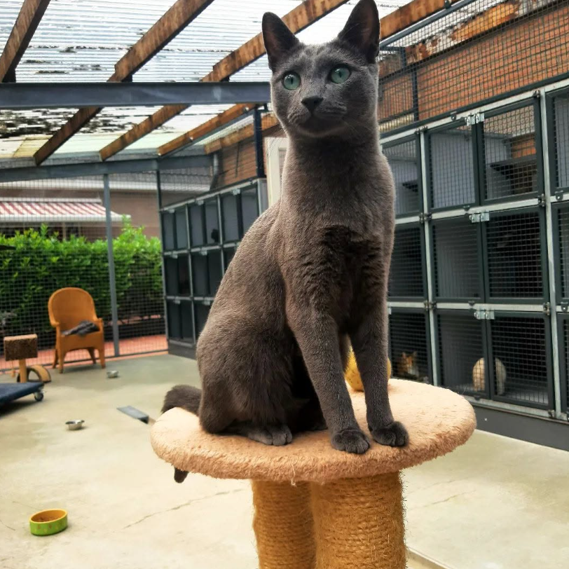 Imagem do hotel Dierenhotel ´t Gooi