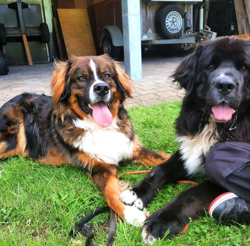 Foto da galeria de Dierenhotel ´t Gooi