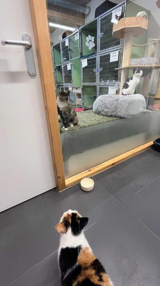 Imagem do hotel Dierentehuis Stevenshage