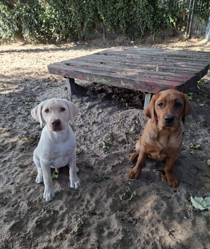 Foto da galeria de Dierenpension De Hooge Meet